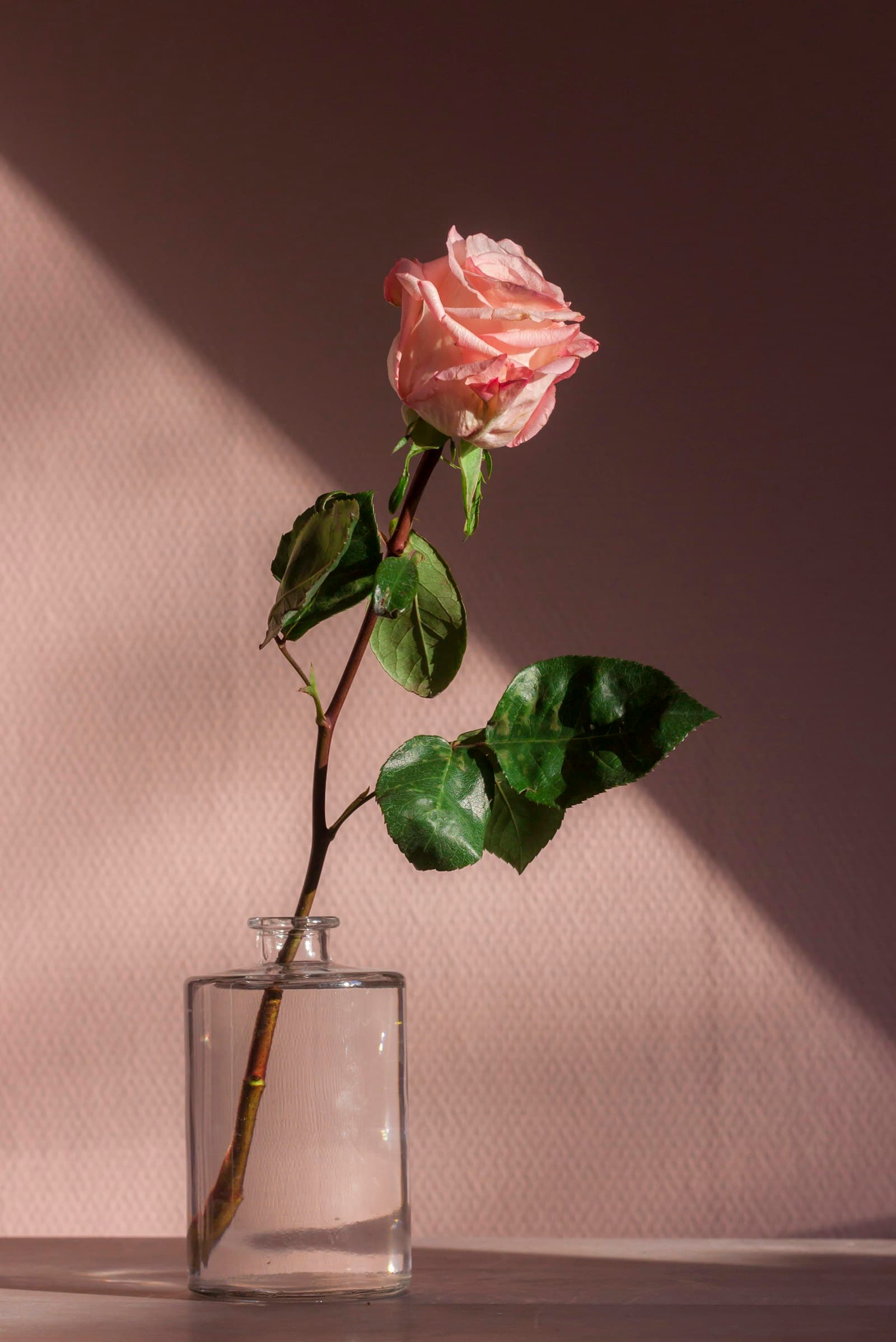 A rose in warm afternoon light